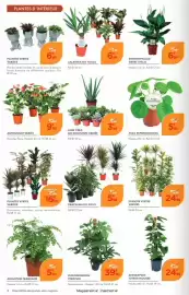 Catalogue Point Vert page 4: PLANTES VERTES VARIÉES €16,99, PHILODENDRON PEDATUM €39,99