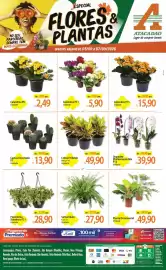 Folheto Atacadão semana 36 Página 1: Calandra p15 €24,90, 21 - samambaia cuia €27,90