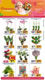Catálogo Supermercados Avenida semana 36 Página 1: Terra vegetal mato verde €6,99, Orquídeas phalaenopsis 2 hastes €39,95