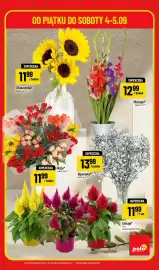 Polomarket gazetka Strona 5: Mieczyki €12,99, Celozja €11,99
