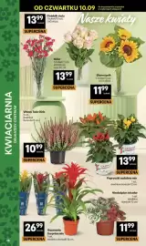 Delikatesy Centrum gazetka tydzień 37 Strona 38: Guzmania Surprise mix €26,99, Papryczki ozdobne mix €13,99