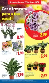 Folheto Lidl semana 37 Página 25: Kalanchoe em Vaso de Cerâmica e Ardósia €2,49