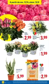 Folheto Lidl semana 37 Página 4: Sanseveria Mix €5,99, Crisântemo Multiflora €1,99