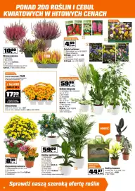 OBI gazetka Strona 12: Chryzantemy €17,59, Wrzosy jesiene €10,99
