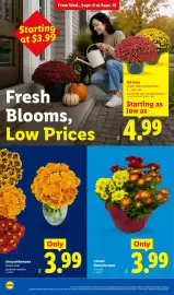 Lidl weekly ad week 37 Page 22: Chrysanthemums €3,99, Tricolor fleurette mum €3,99