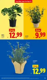 Lidl weekly ad week 37 Page 23: Indoor foliage €12,99, Jasmine €9,99