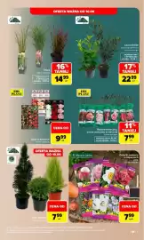 Carrefour gazetka Strona 3: Tuja, cyprys €7,99, Trawa €14,99