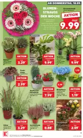 Kaufland Prospekt woche 37 Seite 9