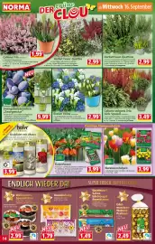 Norma Prospekt woche 38 Seite 14
