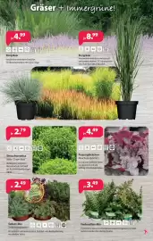 Kiebitzmarkt Prospekt Seite 15