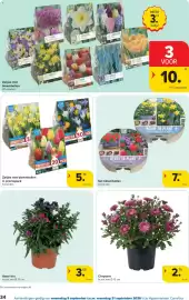 Carrefour folder Pagina 34: Zakjes met bloembollen €10,00, Chrysant €2,79