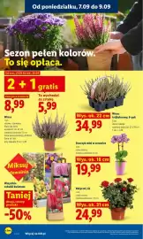 Lidl gazetka Strona 82: Różyczki Xl €24,99, Storczyk mini w ceramice €19,99