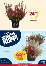 Coop Extra kundeavis uke 37 Side 31: Calluna Lyng €24,90, Coop Lyng - Quatro €99,90