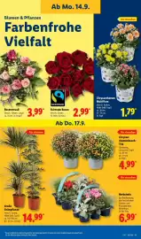 Lidl Prospekt woche 38 Seite 23