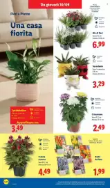 Volantino Lidl settimana 37 Pagina 46: Succulente €3,29, SPATHIPHYLLUM €3,49