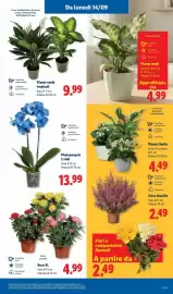 Volantino Lidl settimana 37 Pagina 47: Erica Gracilis €2,49, Piante verdi €4,99