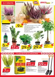 Bricomarche gazetka Strona 8: Monstera €29,99, Wrzos €9,99