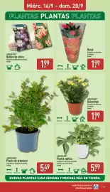 Folleto ALDI semana 38 Página 13: Rosal €1,99, Gardenline Kalanchoe €1,99