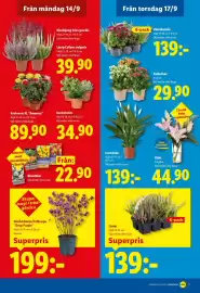 Lidl reklamblad vecka 38 Sida 20: Blomlökar €22,90, Glasbärbuske/Callicarpa Deep Purple €199,00