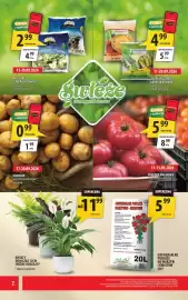 Arhelan gazetka Strona 2: Kwiaty Doniczka 12cm €11,99, Matyjaszczyk Ogórki kiszone €4,99