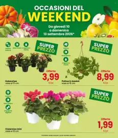 Volantino Despar Pagina 3: Pothos in basket €8,99, Ciclamino mini €1,99