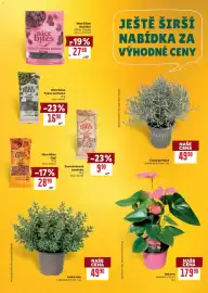 Billa leták týden 37 Strana 37: Anturie €179,90, Hebe mix €49,90