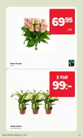 MatArket reklamblad vecka 37 Sida 7: Gröna växter €99,00, Rosor 9-pack €69,95