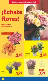 Catálogo Lidl semana 38 Página 48: Brecina €1,29, Celosía €7,99
