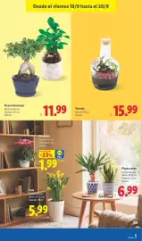 Catálogo Lidl semana 38 Página 49: Ficus microcarpa €11,99, Terrario €15,99