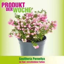 Blumen B&B Flugblatt woche 37 Seite 1