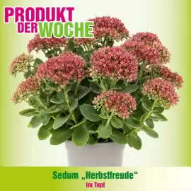 Blumen B&B Flugblatt woche 37 Seite 2