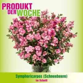 Blumen B&B Flugblatt woche 37 Seite 3