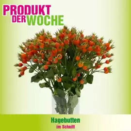 Blumen B&B Flugblatt woche 37 Seite 4
