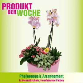 Blumen B&B Flugblatt woche 37 Seite 5
