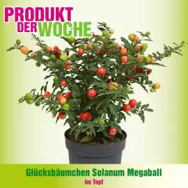 Blumen B&B Flugblatt woche 37 Seite 6