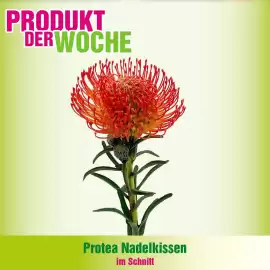 Blumen B&B Flugblatt woche 37 Seite 7