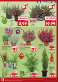 Kaufland gazetka tydzień 37 Strona 7: Krzewinka Ok €6,99