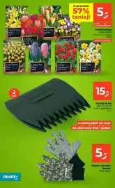 Dealz gazetka tydzień 37 Strona 44: Cebulki kwiatowe €5,00, Chwytaki do liści €15,00