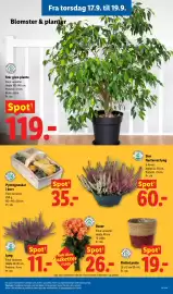 Lidl tilbudsavis uge 38 Side 25: Flettet potte €19,00, Blomster & planter €119,00