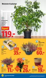 Lidl tilbudsavis uge 38 Side 32: Stor grøn plante €119,00, Lyng €11,00