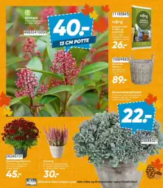 Bilka tilbudsavis uge 37 Side 30: Havechrysanthemum €45,00, Sphagnumfri krukke og pottejord €26,00