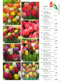 Starkl Flugblatt Seite 12