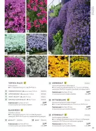Starkl Flugblatt Seite 8