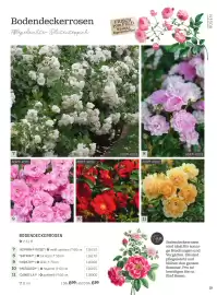 Starkl Flugblatt Seite 2