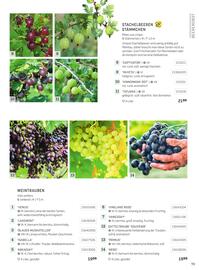 Starkl Flugblatt Seite 8
