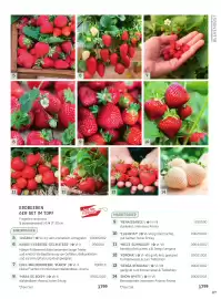 Starkl Flugblatt Seite 2