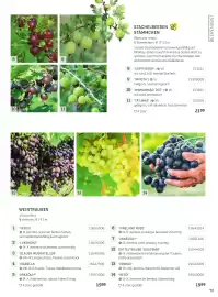 Starkl Flugblatt Seite 8