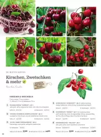 Starkl Flugblatt Seite 13