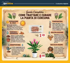 Volantino Deco Maxistore Pagina 42: F.LLI ORSERO CURCUMA €1,49, Curcuma €8,99
