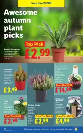 Lidl leaflet week 38 Page 20: Bicolour Heather €2,99, Bottle Terrarium €14,99